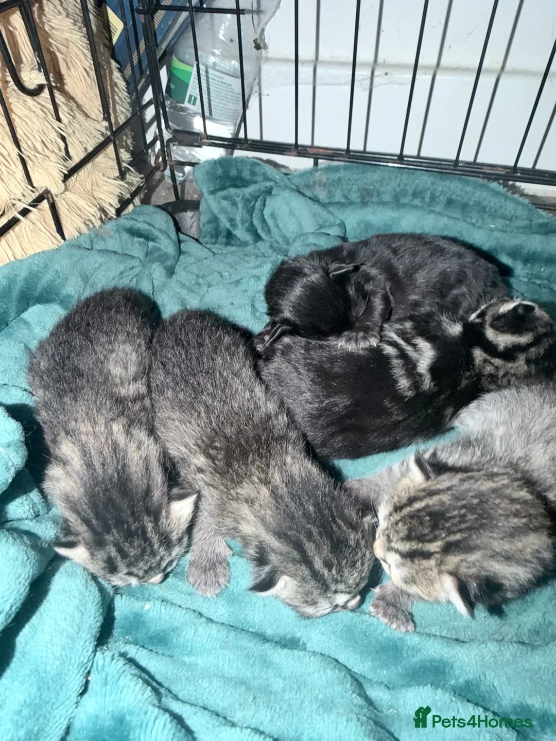 Bengal cats for sale: Stunning half Bengal kittens!  - Advert 2