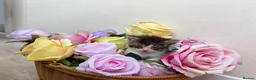 British Shorthair cats for sale: Adorable British shorthair mix kittens  - Advert 14