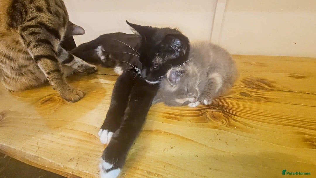 Mixed Breed cats for sale: Female fluffy kitten  - Advert 3