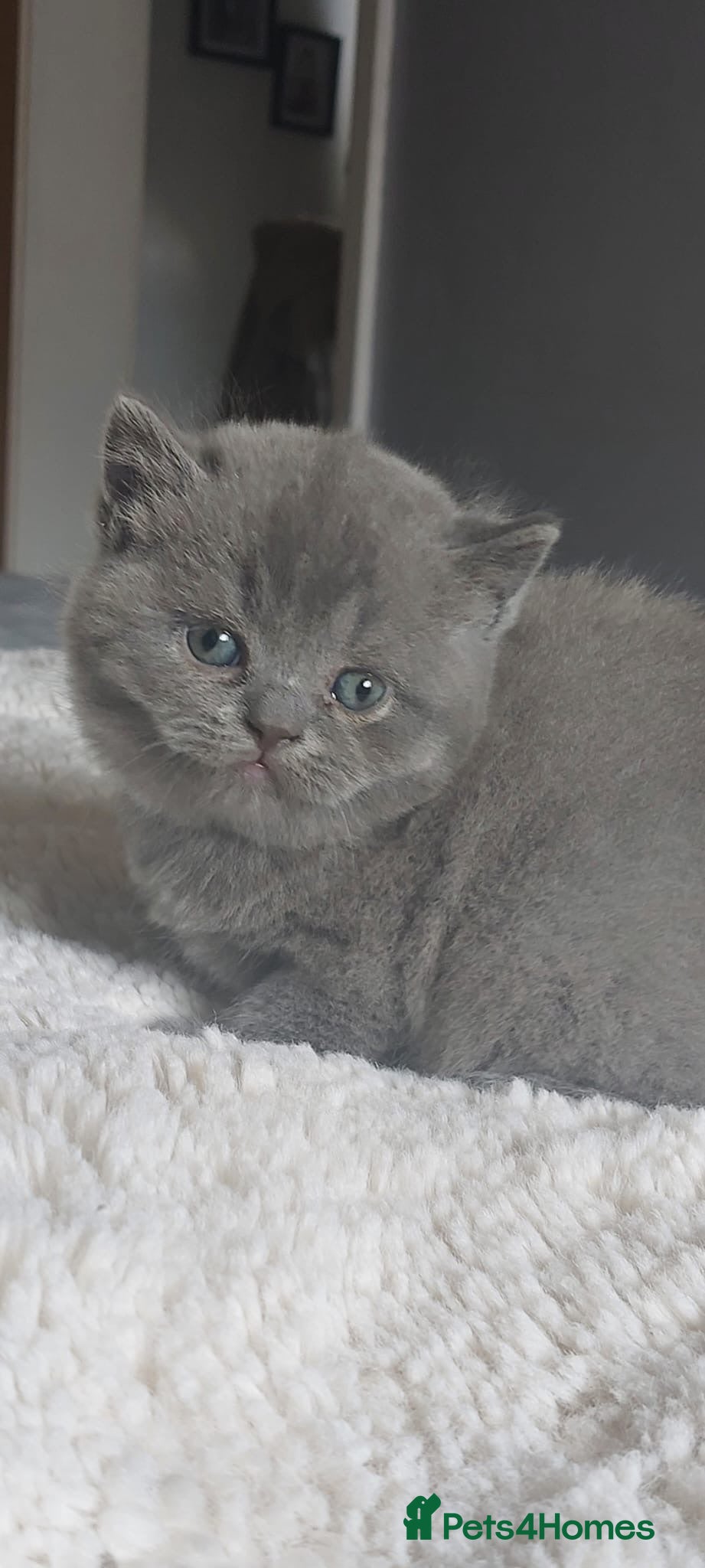 Scottish Fold cats Blue scotish fold kittens - Advert 6
