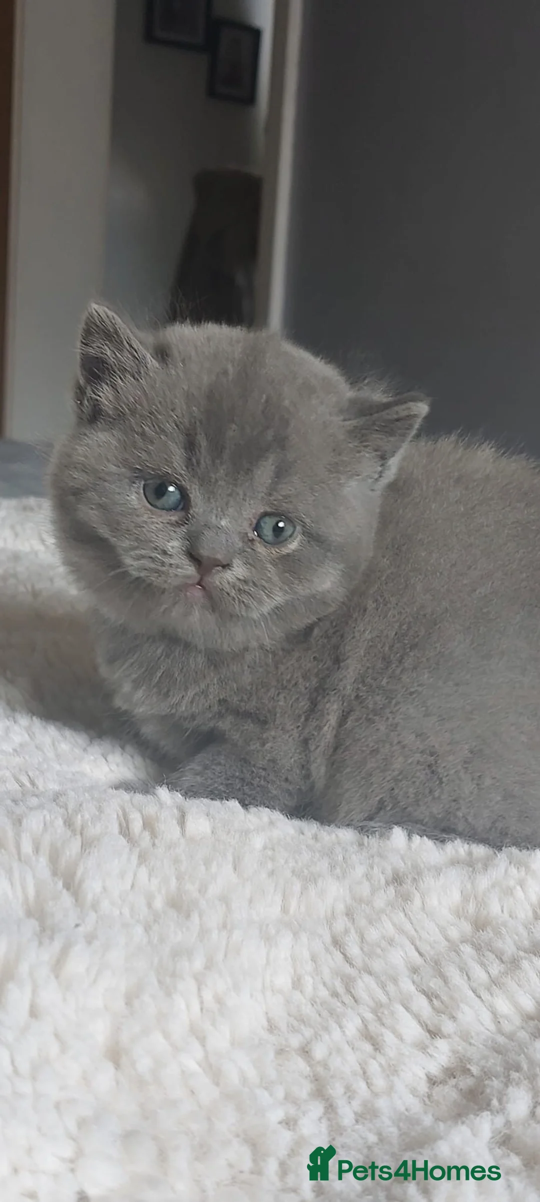 Scottish Fold cats for sale: Blue scotish fold kittens - Advert 2