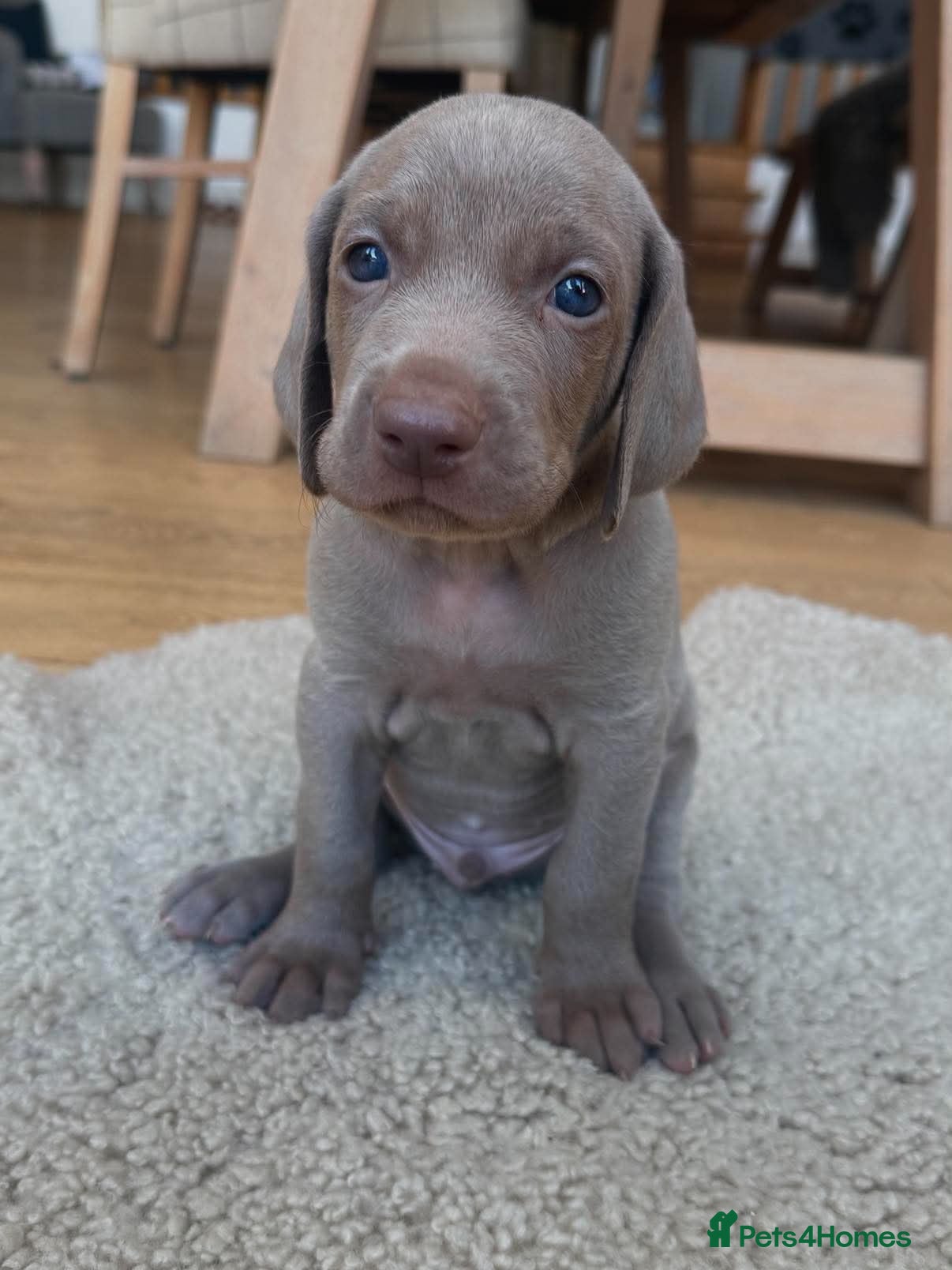 Weimaraner dogs Superb Gunalt Bloodlines & Excellent Temperament - Advert 2