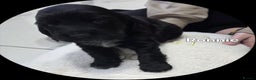Cocker Spaniel dogs for sale: Cocker spaniels - Advert 3