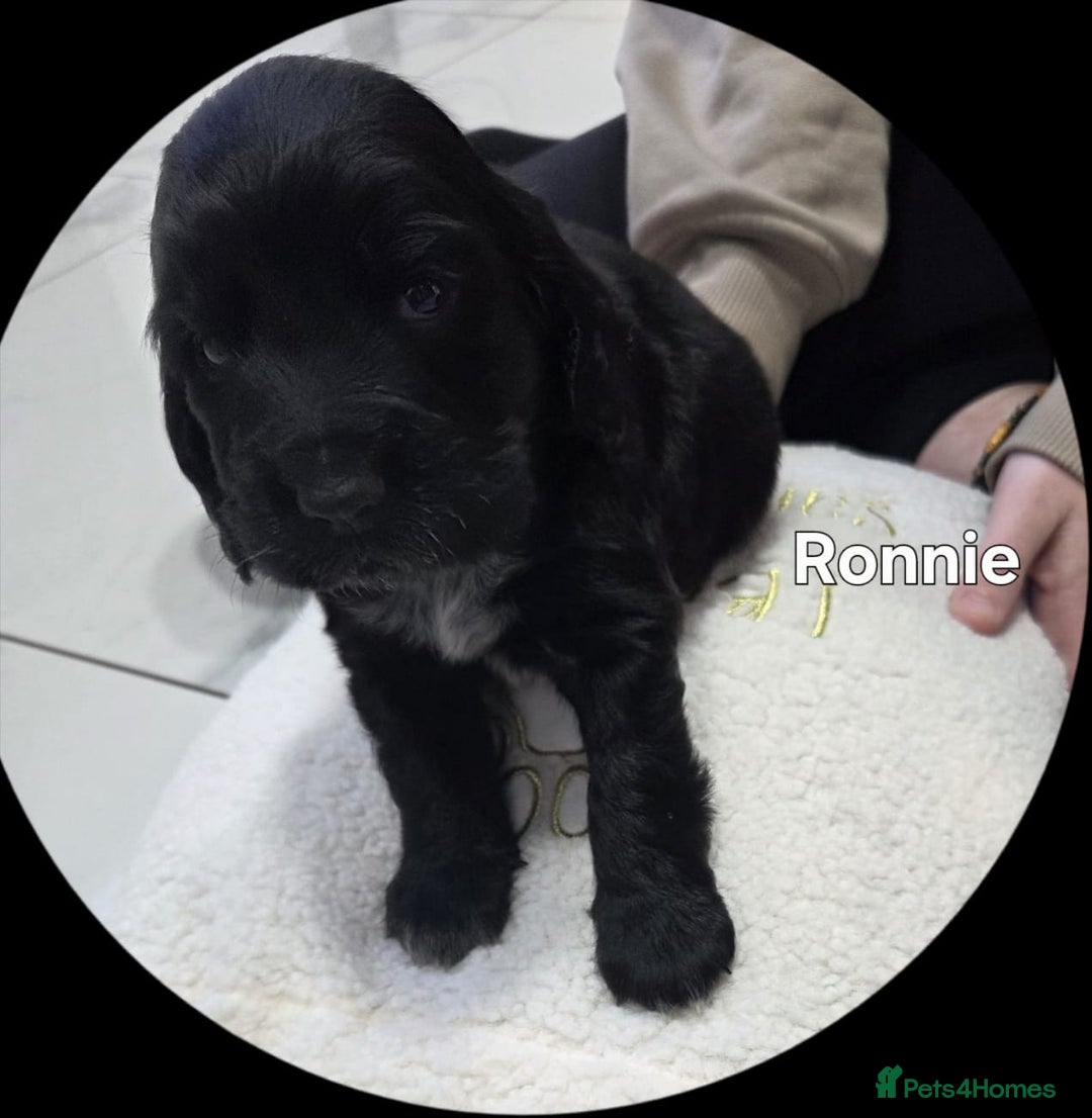 Cocker Spaniel dogs for sale: Cocker spaniels - Advert 3