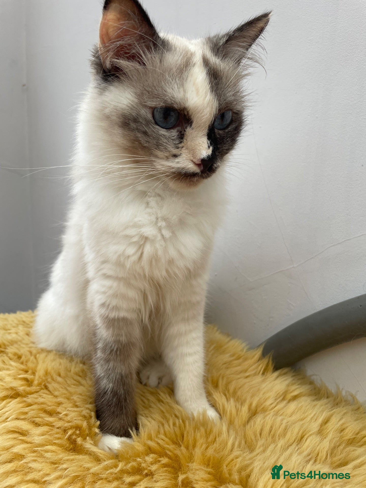 Ragdoll cats Beautiful cross Ragdoll kittens - Advert 1