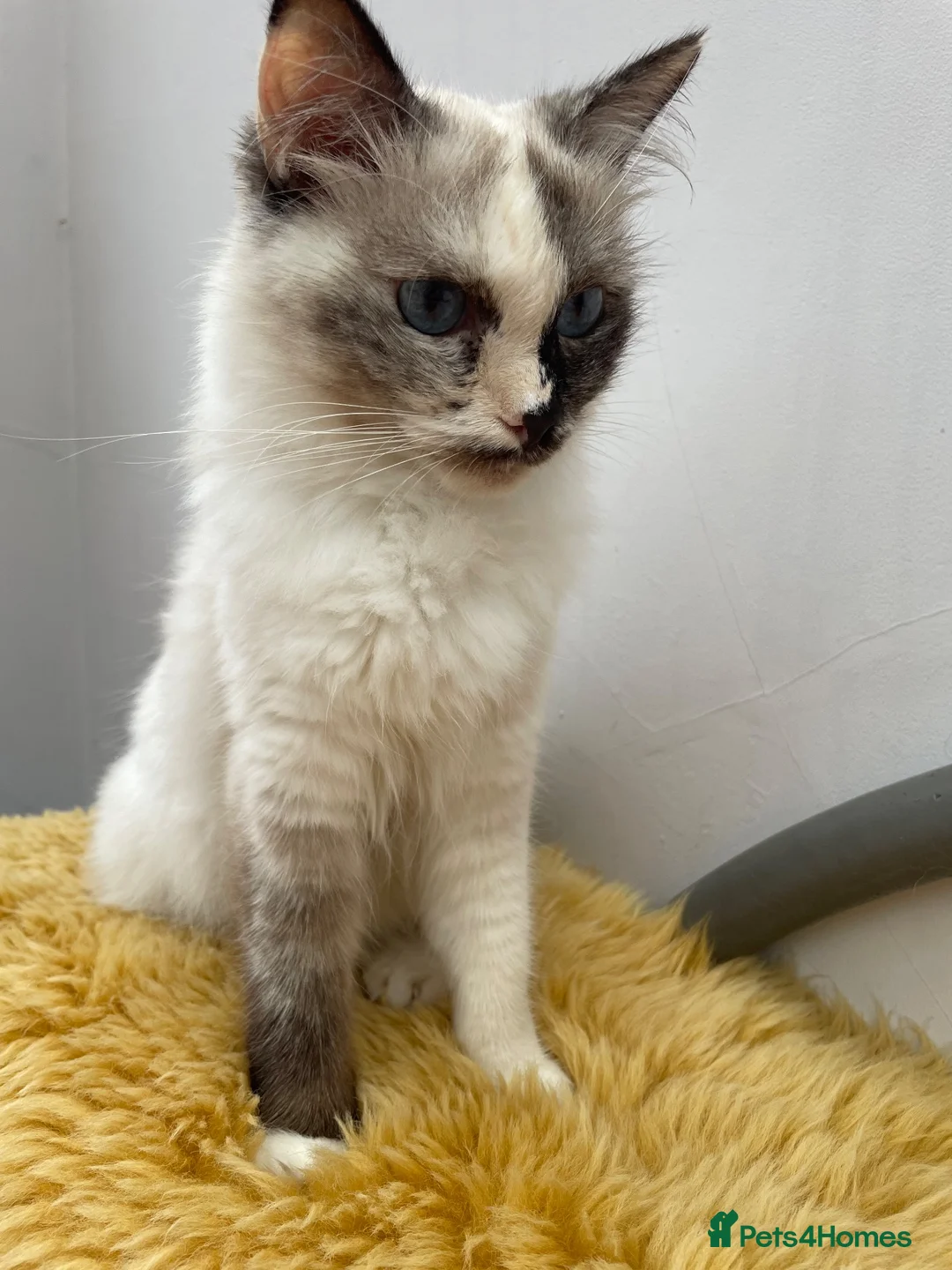 Ragdoll cats for sale: Beautiful cross Ragdoll kittens - Advert 2