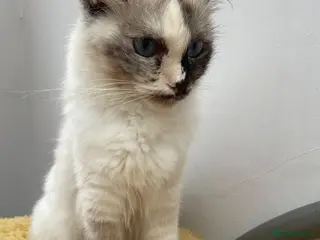 Ragdoll cats Beautiful cross Ragdoll kittens - Advert 1