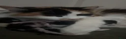 Mixed Breed cats for sale: Beautiful litter of black and white kittens  - Advert 8