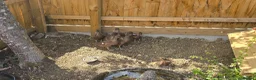 Ducks poultry for sale: Khaki campbell  - Advert 5