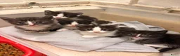 Perdoll cats for sale: 5 little baby’s  - Advert 4