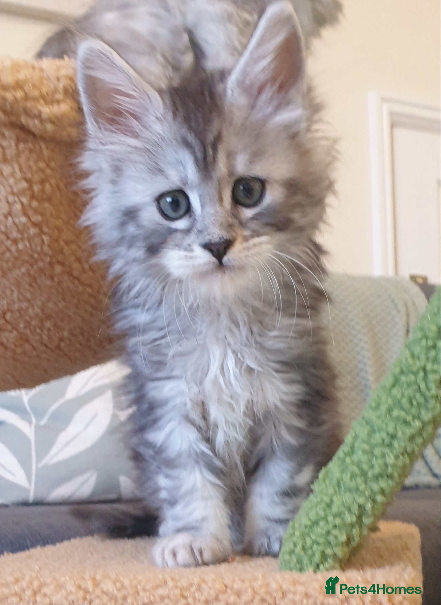 Maine Coon cats Tica registered Maine Coons  - Advert 4