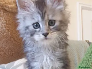 Maine Coon cats Tica registered Maine Coons - Advert 8