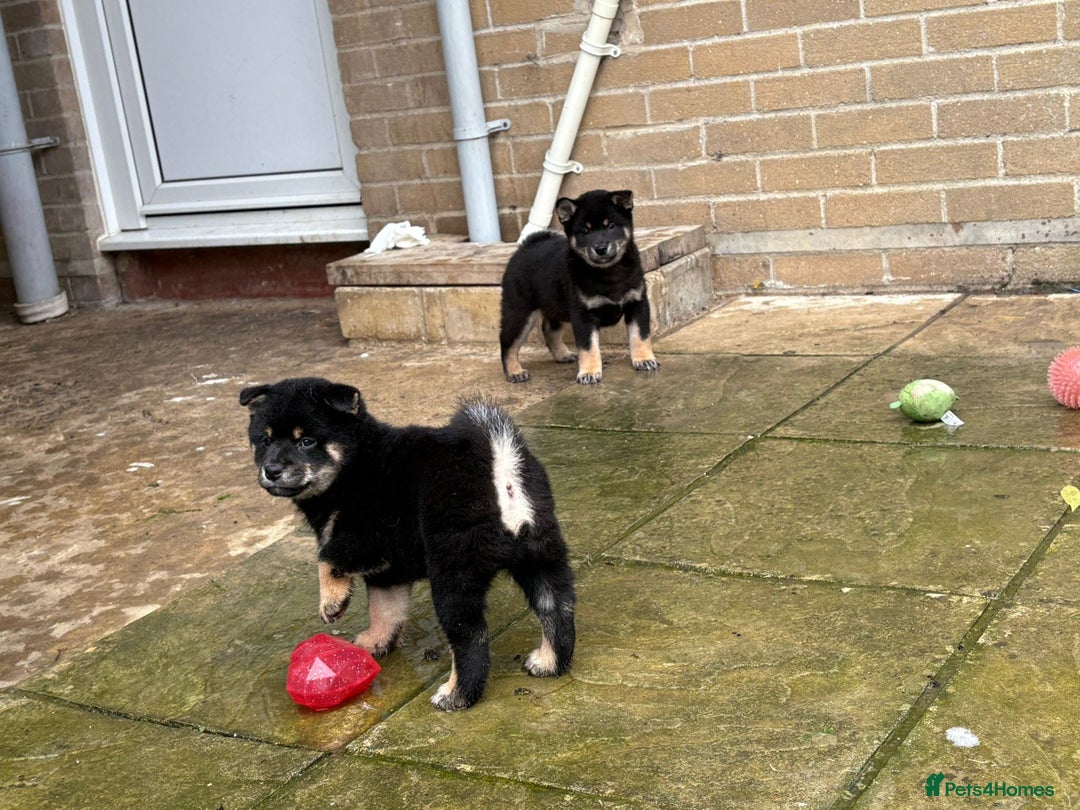 Japanese Shiba Inu dogs for sale: Multi champion Japanese Shiba Inu’s - Image 7