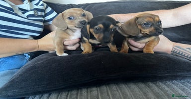 Mixed Breed dogs - Advert 11