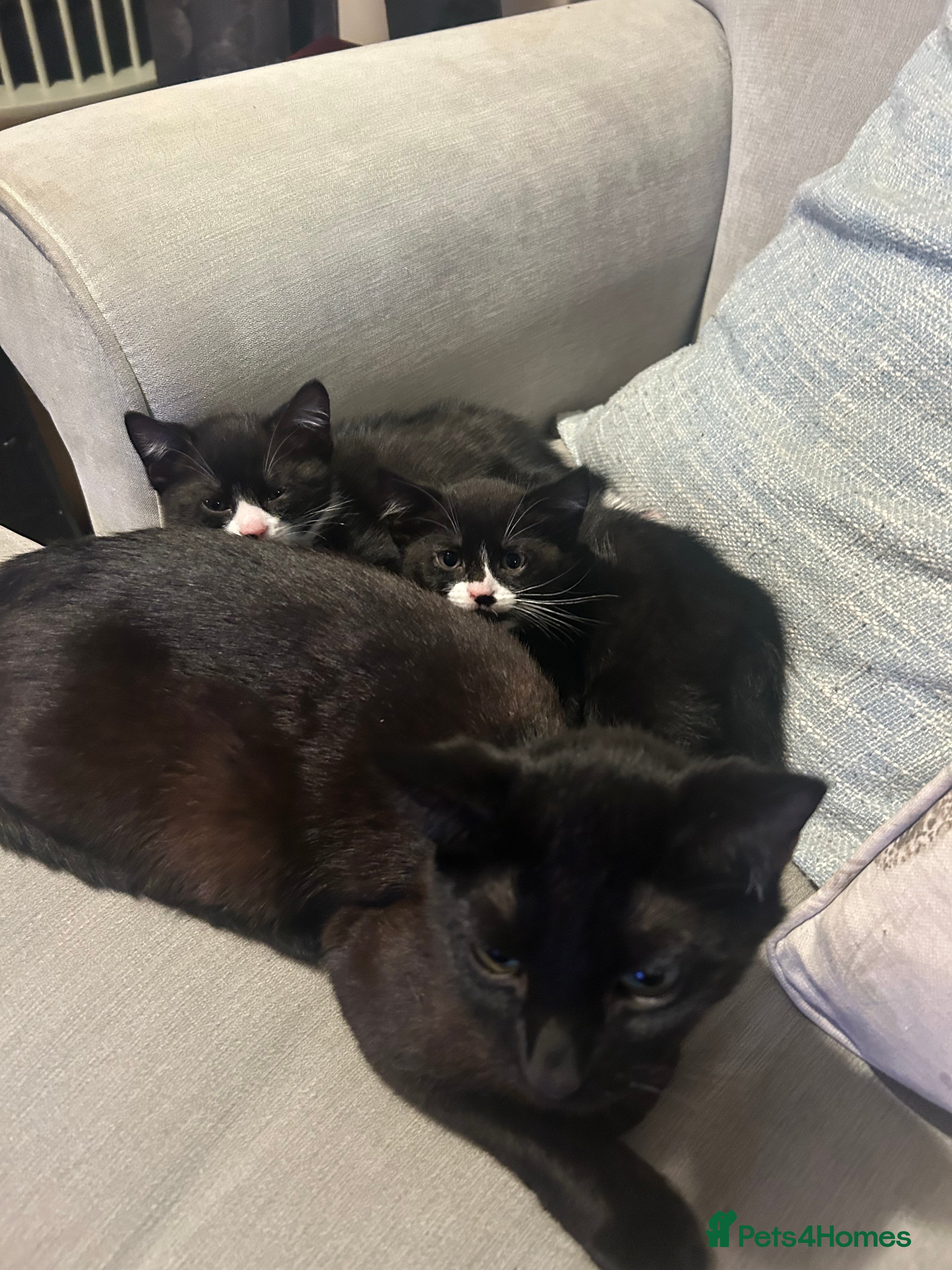 Mixed Breed cats Playful gorgeous kittens - Advert 1