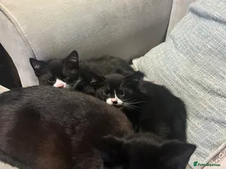 Mixed Breed cats Playful gorgeous kittens - Advert 1