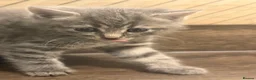 British Shorthair cats for sale: **Adorable Kittens Looking for Loving Homes - Advert 21
