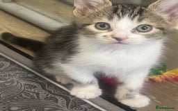 Mixed Breed cats for sale: Handsome boy nearly 9 weeks old ready to go  - Image 8