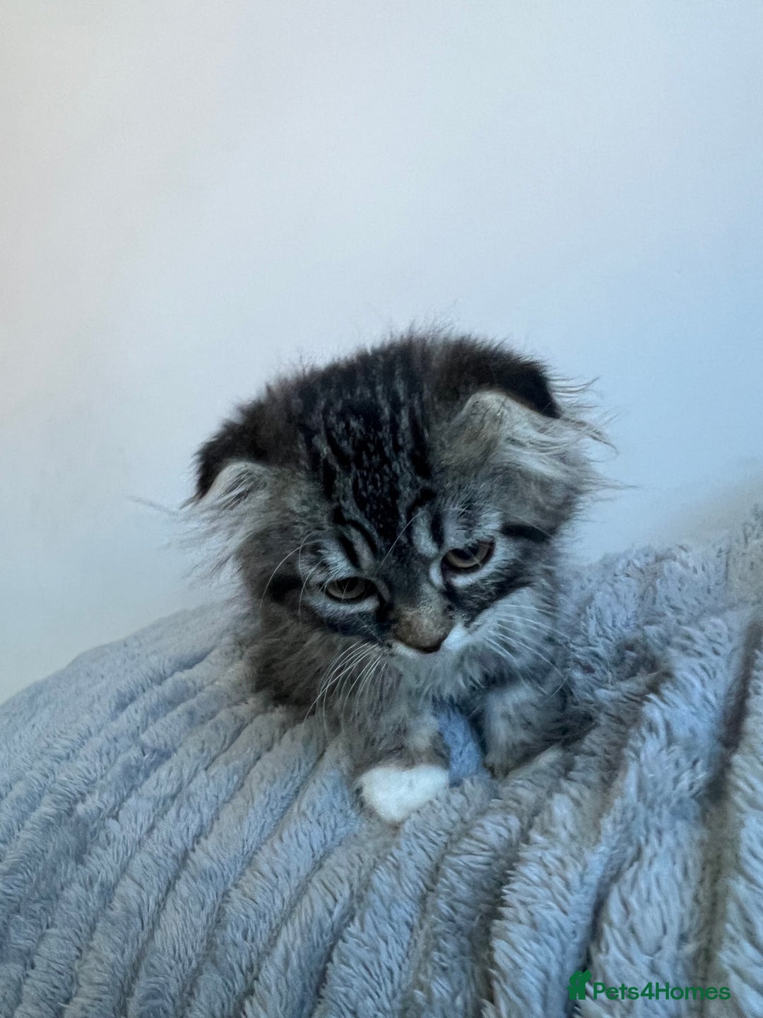 Scottish Fold cats for sale: Long hair Scottish fold kittens - Advert 11