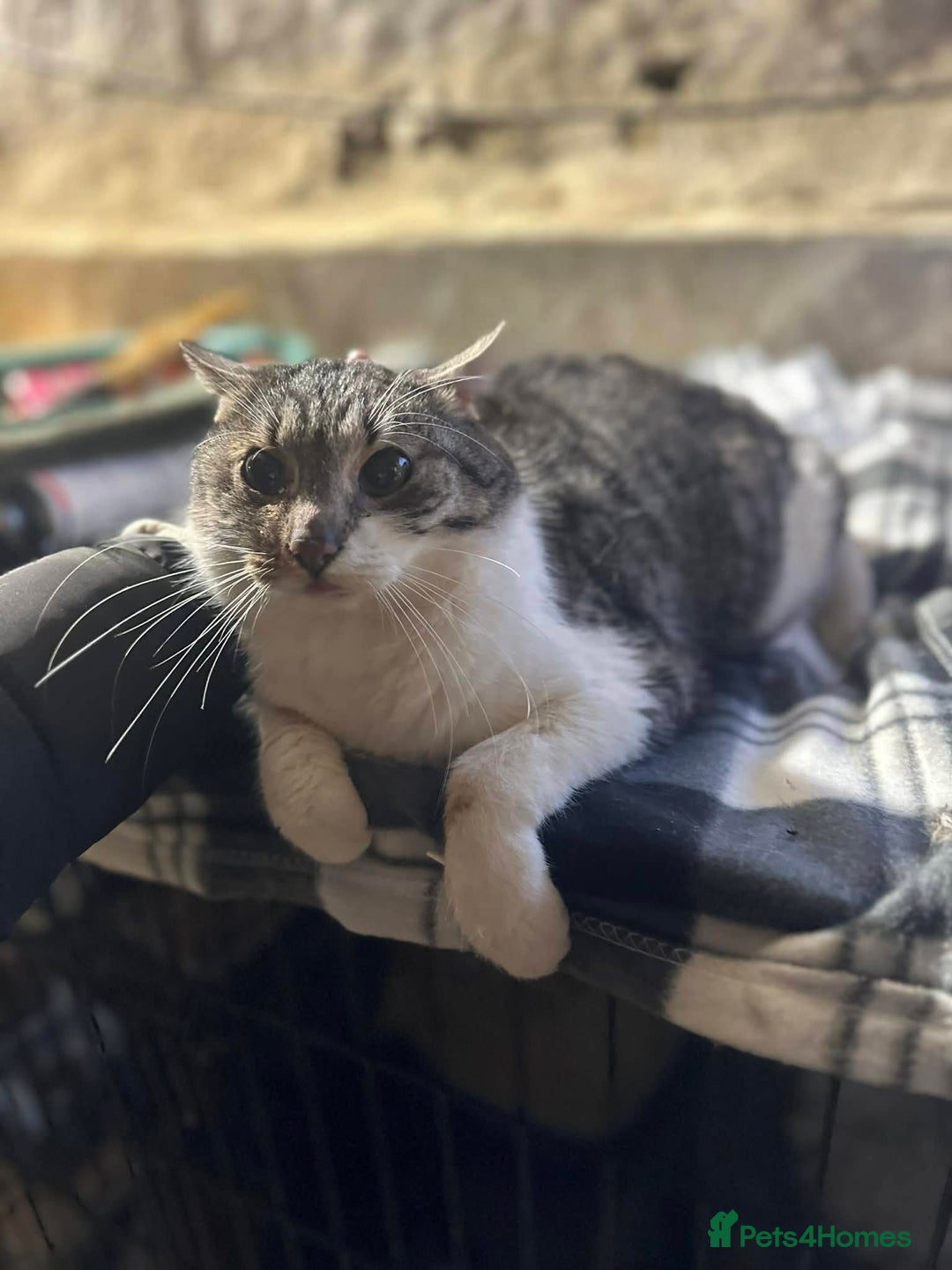 Mixed Breed cats for adoption: Mercury for adoption - Advert 1