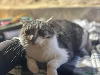 Mixed Breed cats Mercury for adoption - Advert 10