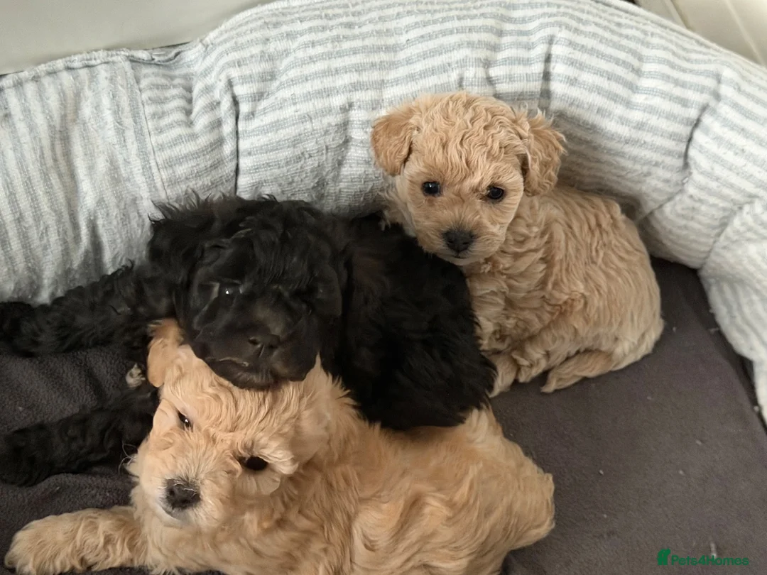 Toy Poodle dogs for sale: Pretty Asian Micro Toy Poodle X Toy Poodle Puppies - Advert 2