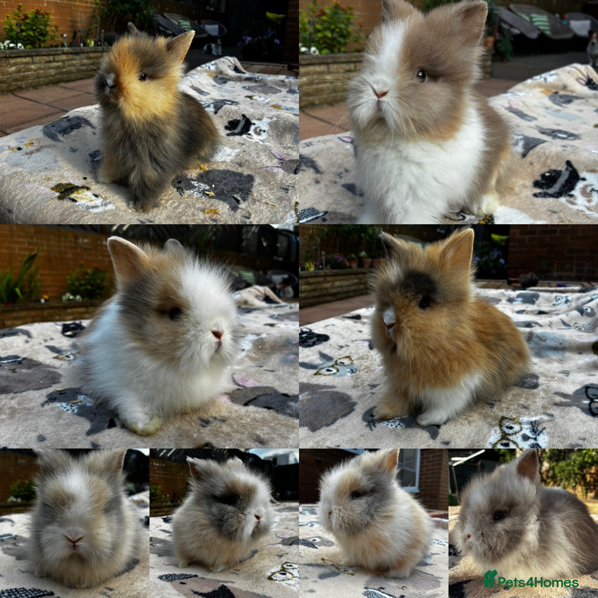 Lionhead rabbits ALL BUNNIES SOLD NEXT LITTER 3 WEEKS - Advert 2