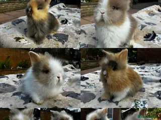 Lionhead rabbits ALL BUNNIES SOLD NEXT LITTER 3 WEEKS - Advert 2