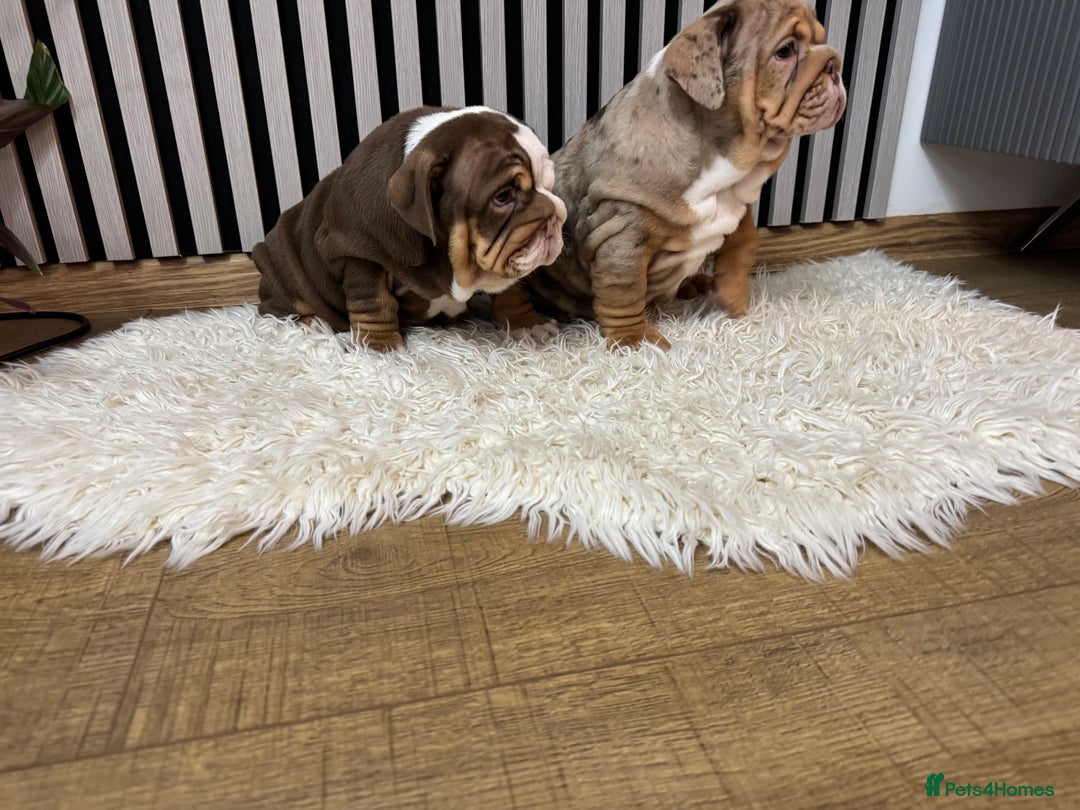 English Bulldog dogs for sale: Our girls looking for a warm sofa and full love ❤️ - Advert 23