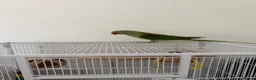 Parrots birds for sale: Alexandrine Parrot. Ring neck.  - Advert 5