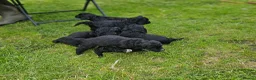 Cockapoo dogs for sale: Cockerpoos for sale  - Advert 6