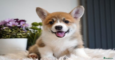 Welsh Corgi Pembroke dogs - Advert 5
