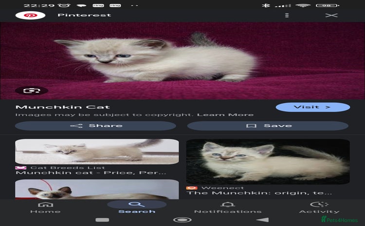 Munchkin cats - Advert 1
