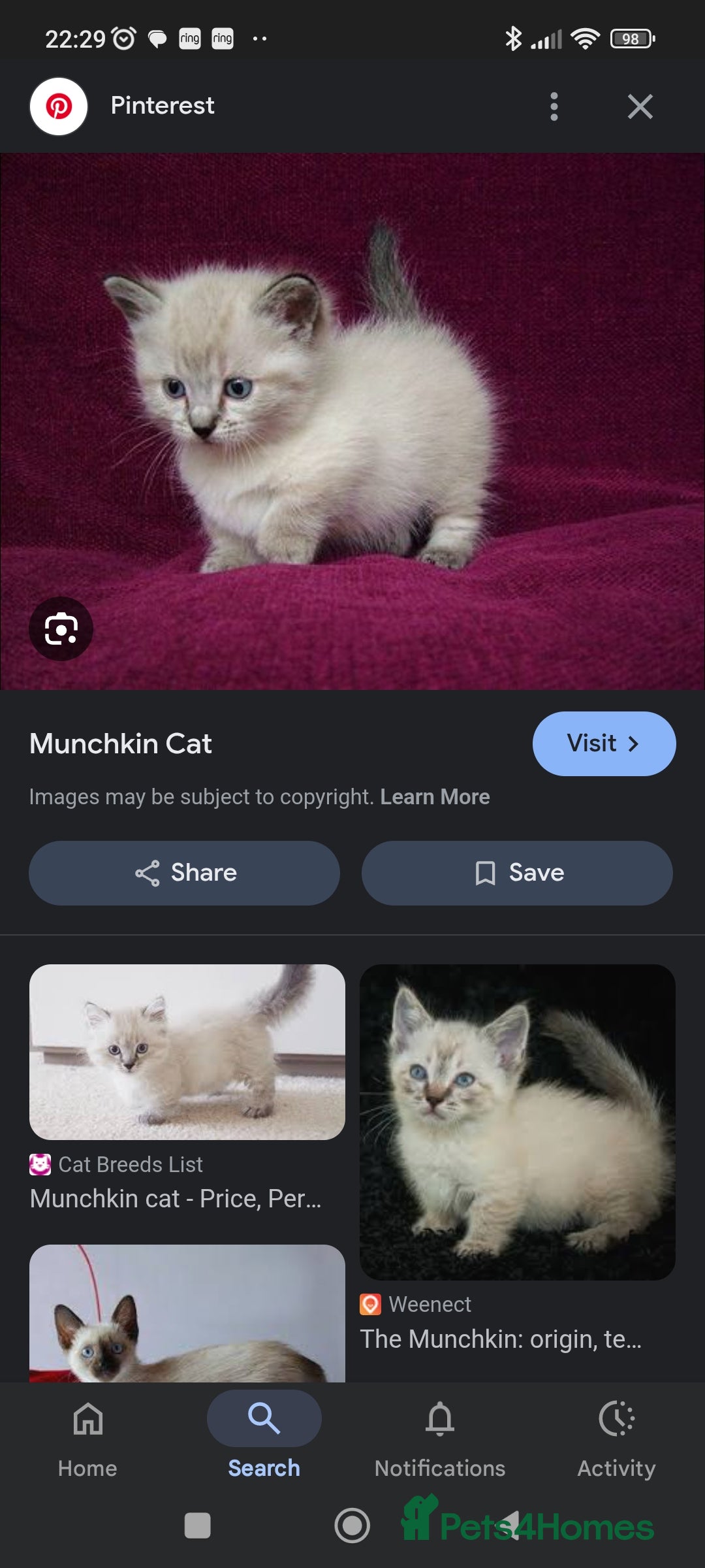 Munchkin cats for sale: Short legged Munchkin kitten wanted - Image 1