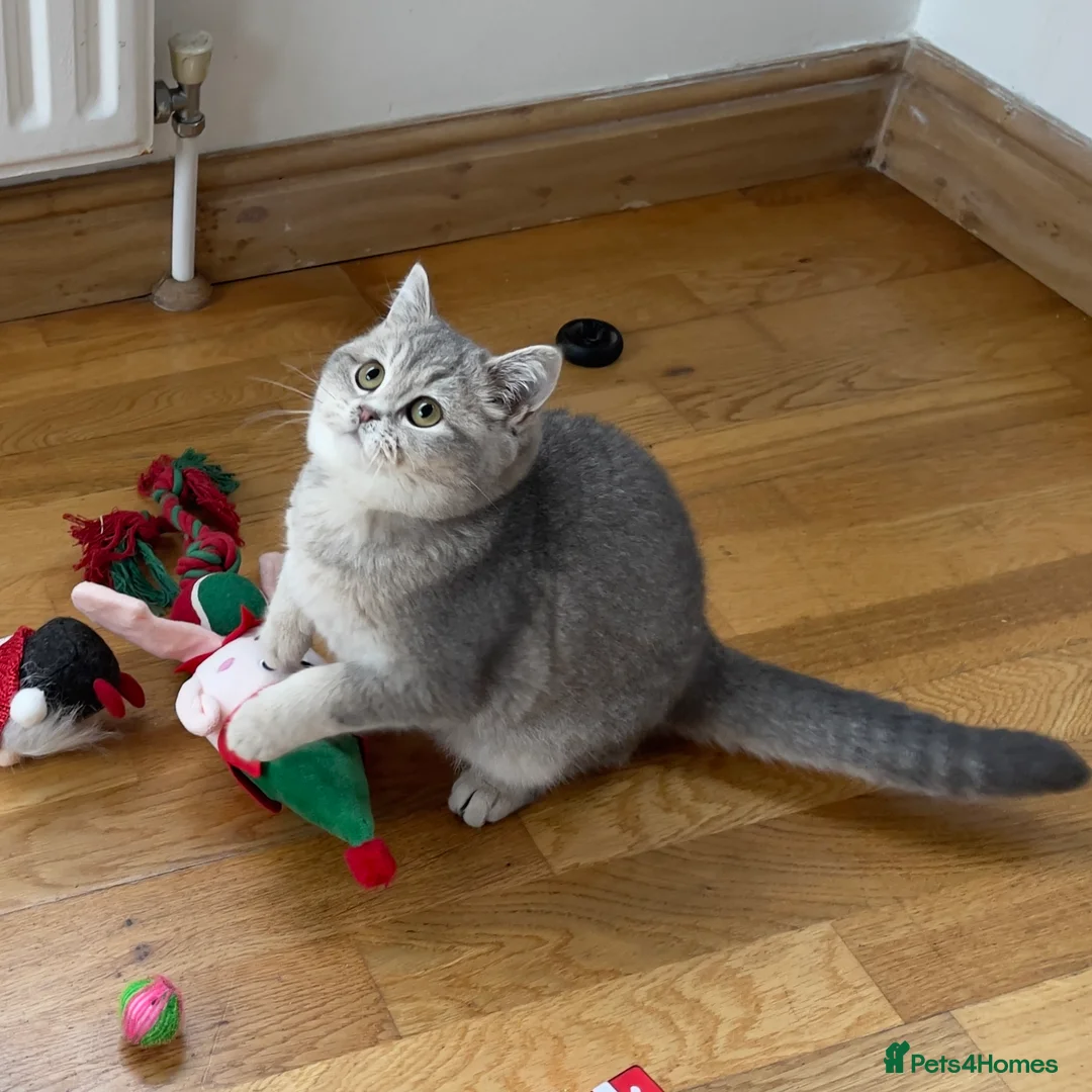 British Shorthair cats for sale: Only one TICA & GCCF British Shorthair Kitten  - Advert 4