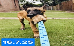 Belgian Shepherd Dog dogs for sale: KC Reg Belgian Shepherd Malinois pups for sale in Newport - Image 4