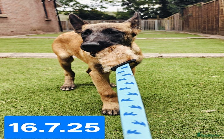 Belgian Shepherd Dog dogs in Newport - Advert 1