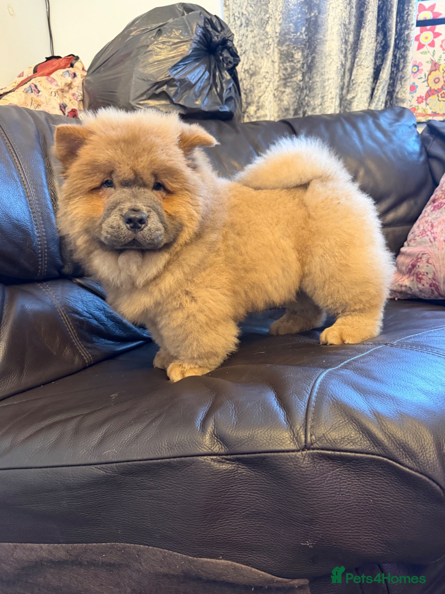 Chow Chow dogs K.c registered chow chow puppies - Advert 9