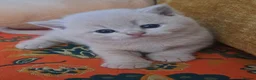 British Shorthair cats for sale: Chunky BSH&BLH kittens - Advert 12