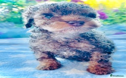 Cockapoo dogs for sale: Stunning fully DNA tested Cockapoo puppies - Image 25