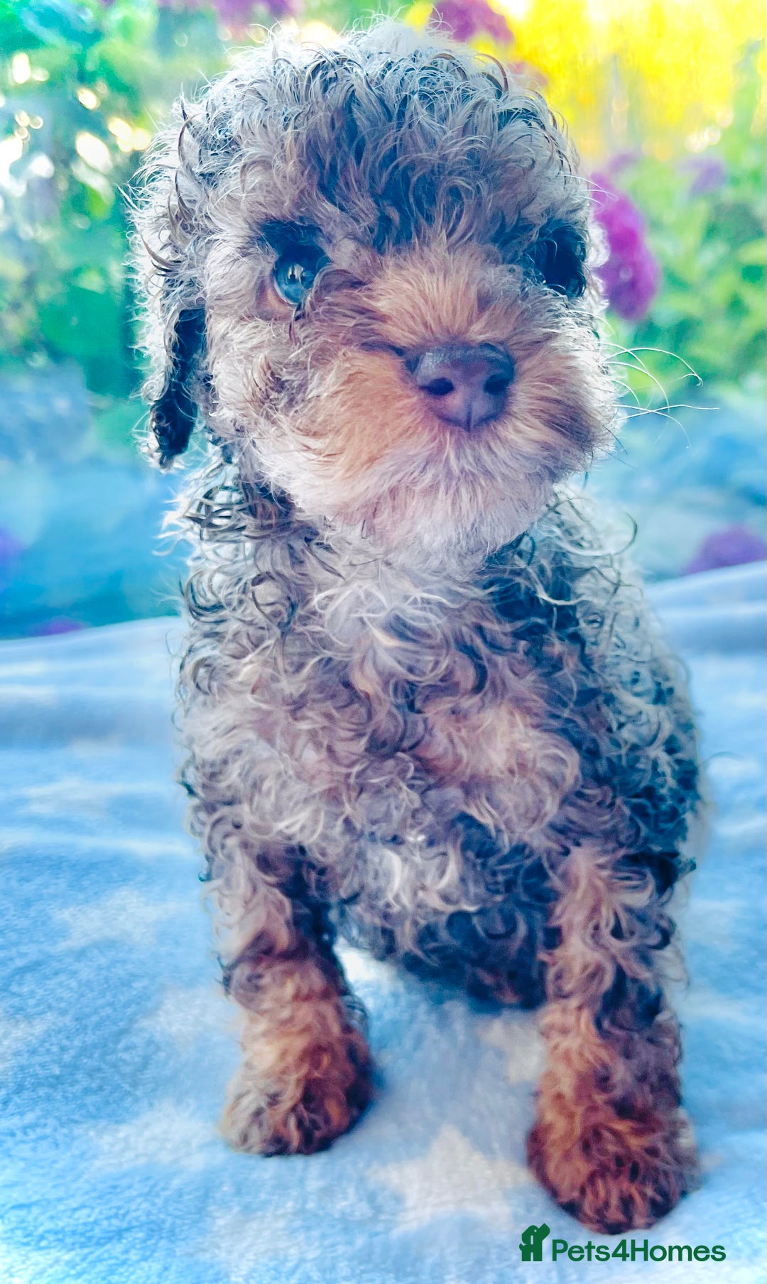 Cockapoo dogs for sale: Stunning fully DNA tested Cockapoo puppies - Image 25