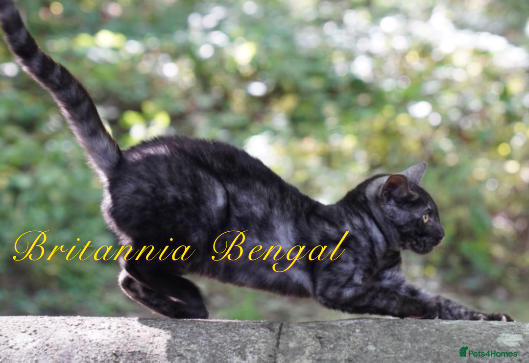Bengal cats for sale: Exquisite Silver Bengal and Silver smoke Bengal  - Image 4
