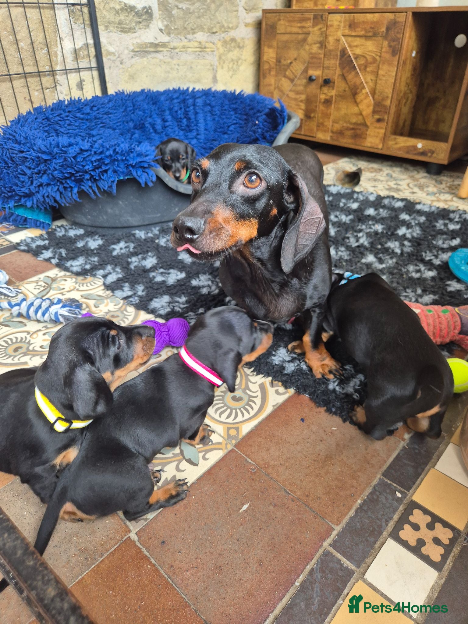 Miniature Dachshund dogs 🐾 Beautiful Miniature Dachshund Puppies 🐾 - Advert 1