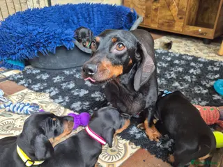 Miniature Dachshund dogs 🐾 Beautiful Miniature Dachshund Puppies 🐾 - Advert 1