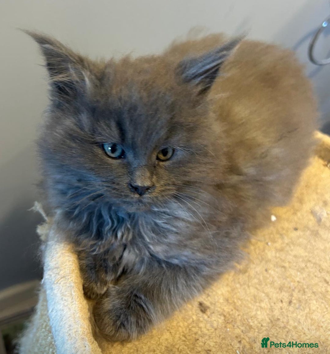 Maine Coon cats for sale: A lovely mc fluffy big solid blue boy - Advert 13