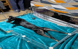 Mixed Breed dogs for sale: Jack, Springer X staffy, lurcher puppies - Image 40