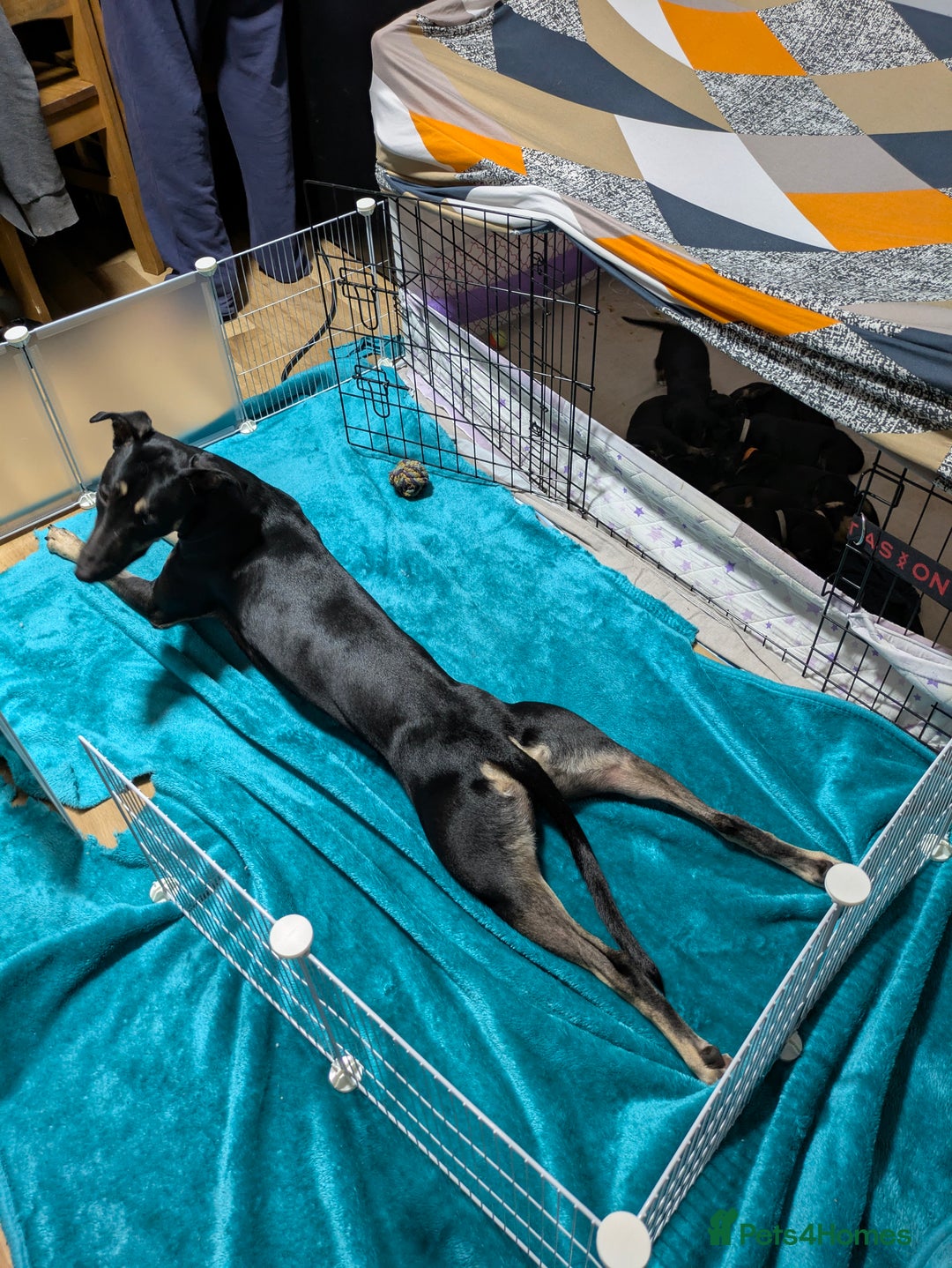 Mixed Breed dogs for sale: Jack, Springer X staffy, lurcher puppies - Image 40