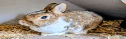 Polish rabbits for sale: 2 female polish dwarf bunnies need rehoming  - Advert 4