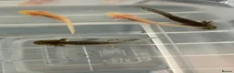 Axolotl reptiles for sale: Axolotls  in Bathgate - Advert 4