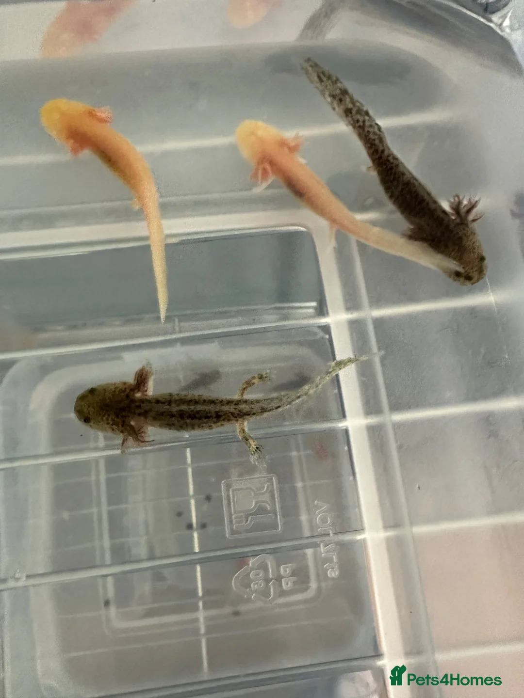Axolotl reptiles for sale: Axolotls  in Bathgate - Advert 4